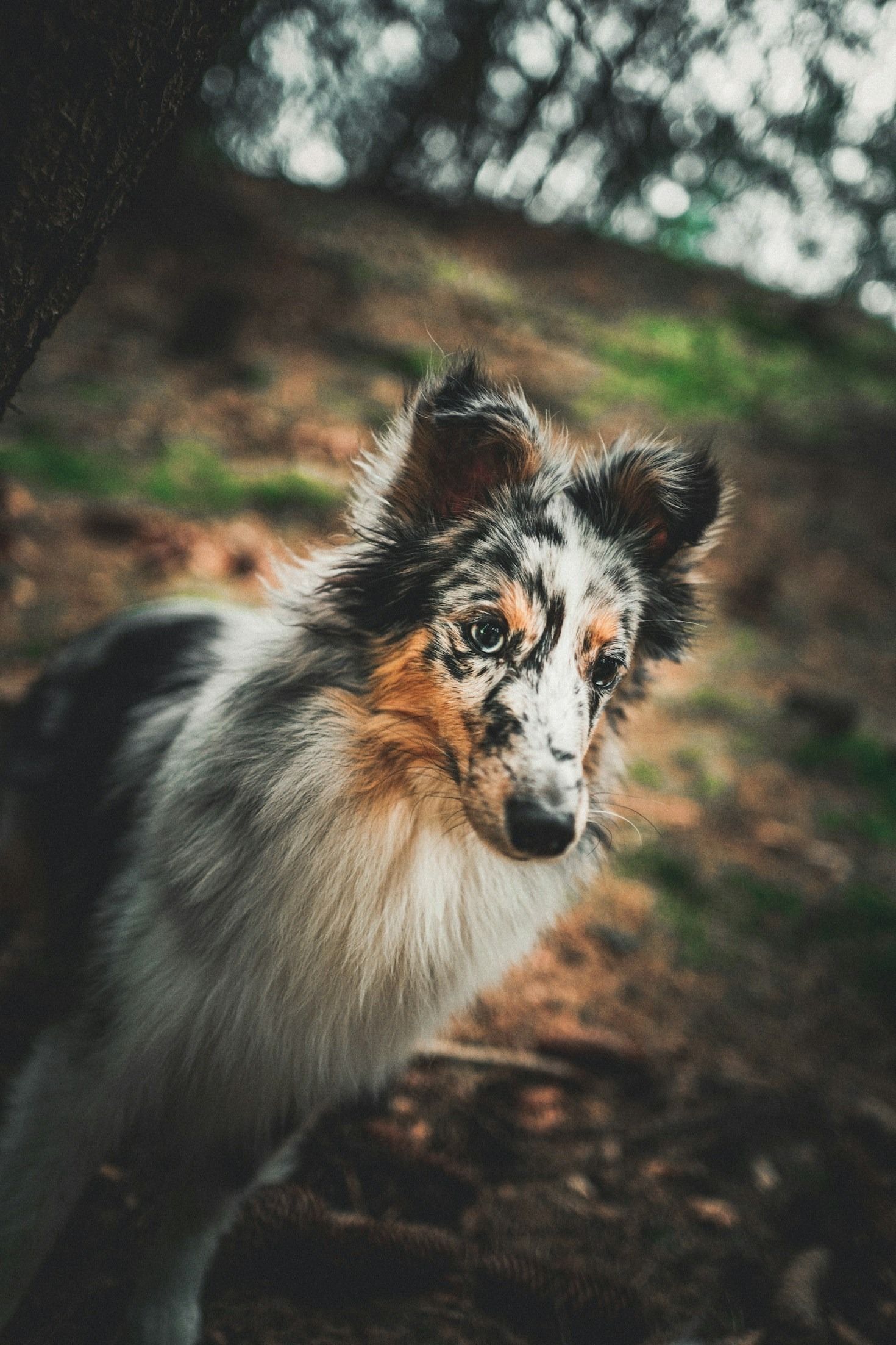 La importancia de la genética en la cría de Shetland Sheepdogs