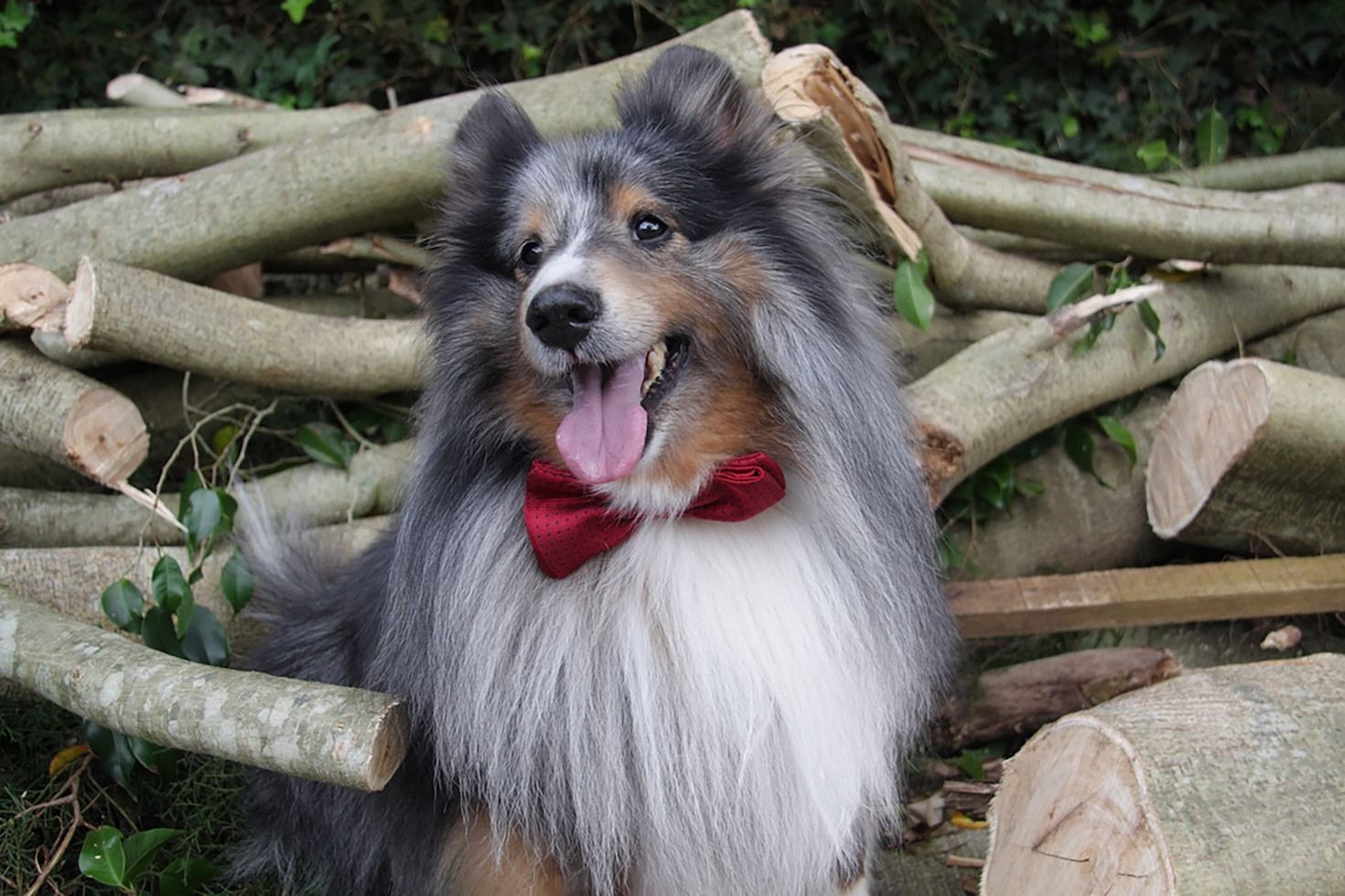 Conoce las características únicas del Shetland Sheepdog