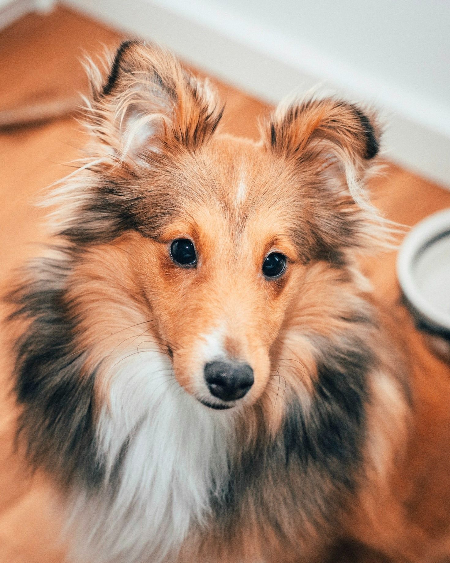 cuidar a tu  cachorro Shetland