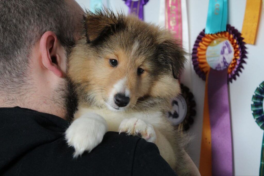 cachorro de shetland