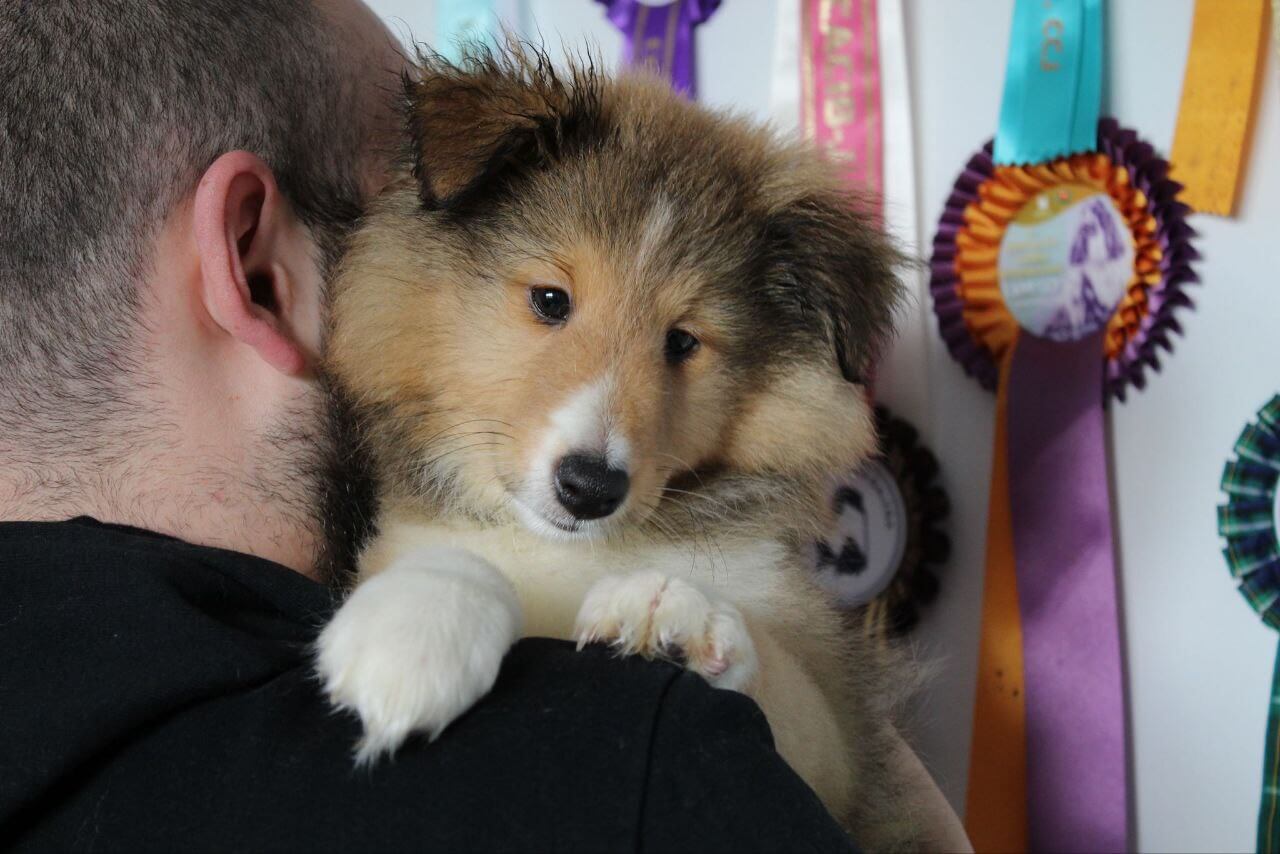 comprar sheltie  y darle la bienvenida