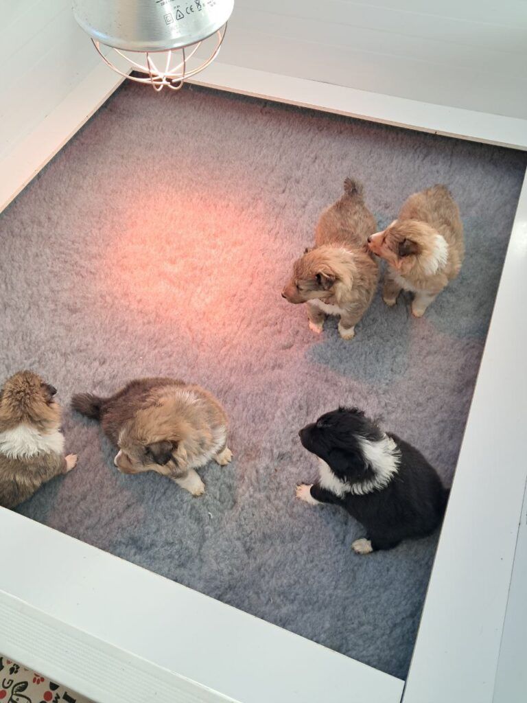 cachorros de shetland