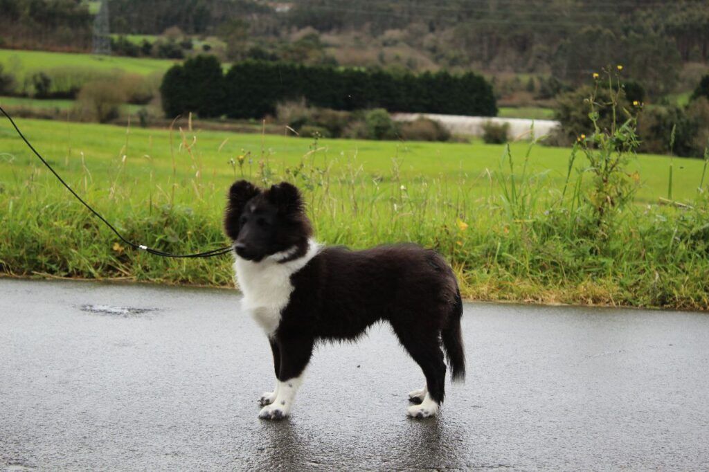 cachorra de shetland